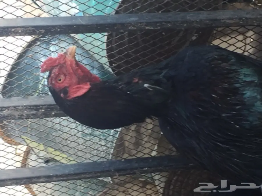 بيض دجاج باكستاني (image 1)