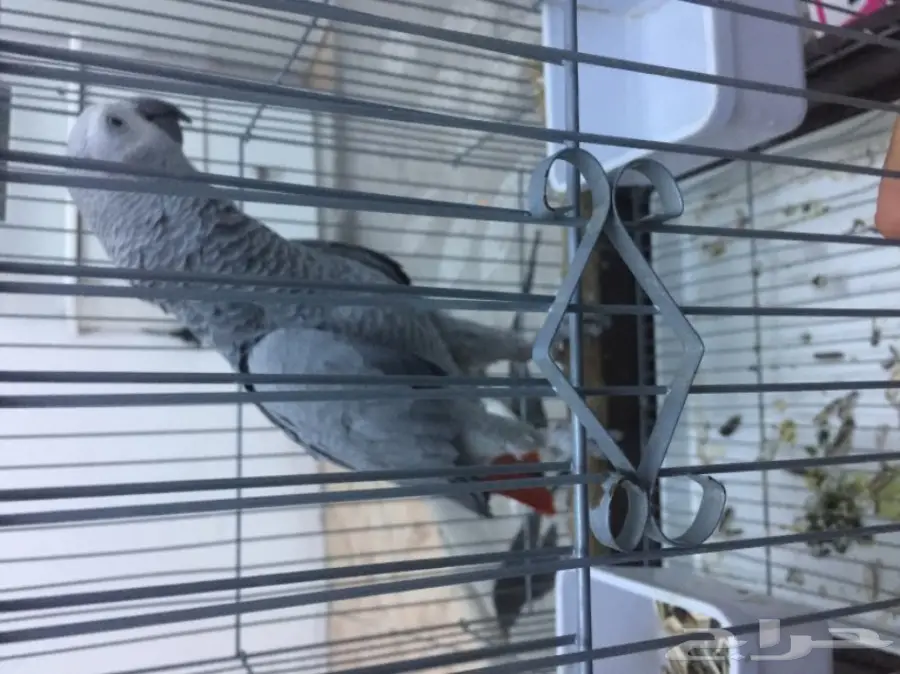 كاسكو صيد متكلم (image 4)