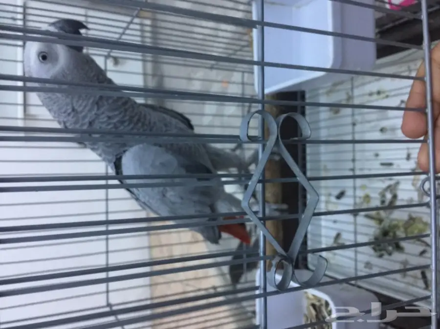 كاسكو صيد متكلم (image 5)