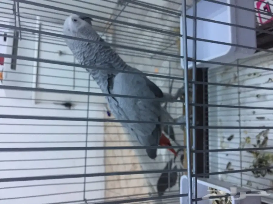 كاسكو صيد متكلم (image 6)