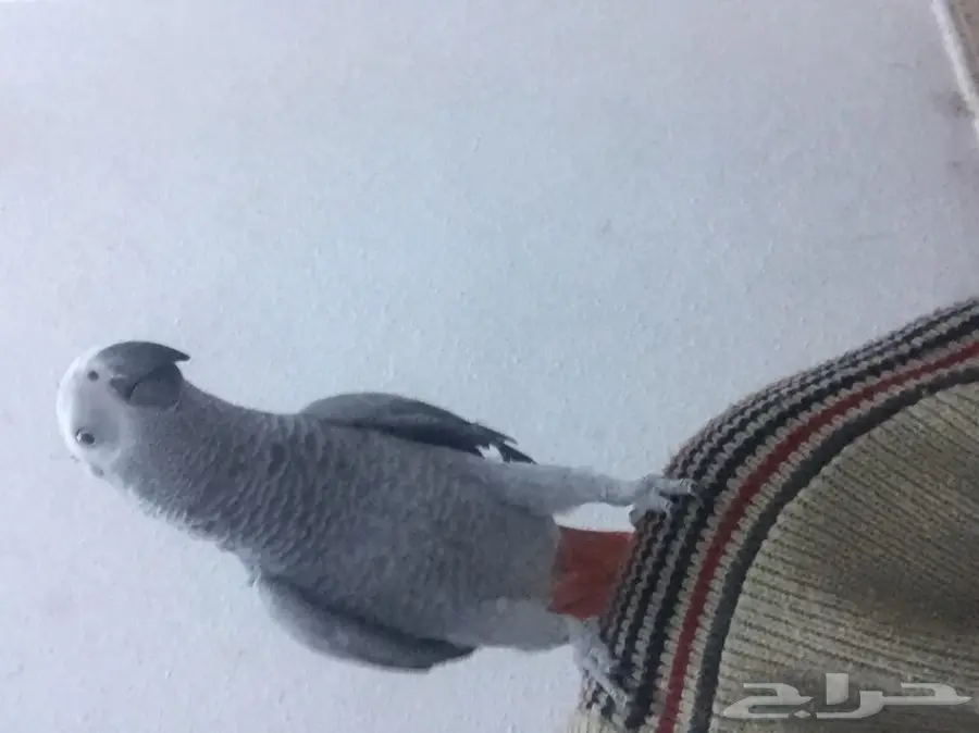 كاسكو صيد متكلم (image 7)