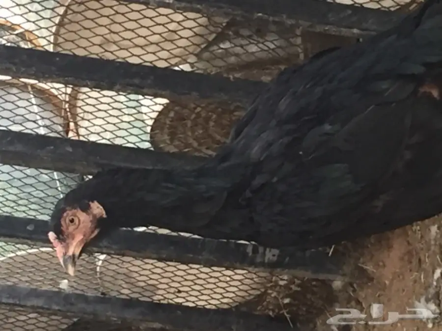 بيض دجاج باكستاني (image 2)