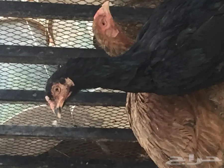 بيض دجاج باكستاني (image 3)