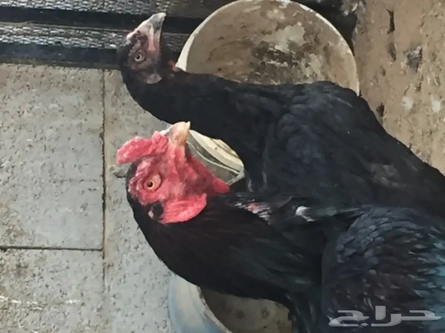 بيض دجاج باكستاني (image 4)