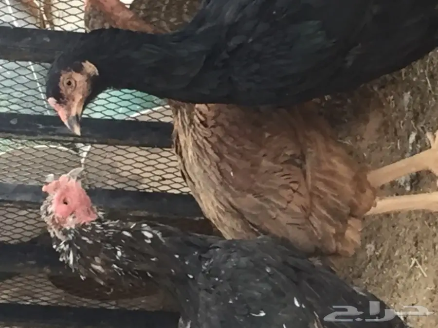 بيض دجاج باكستاني (image 5)