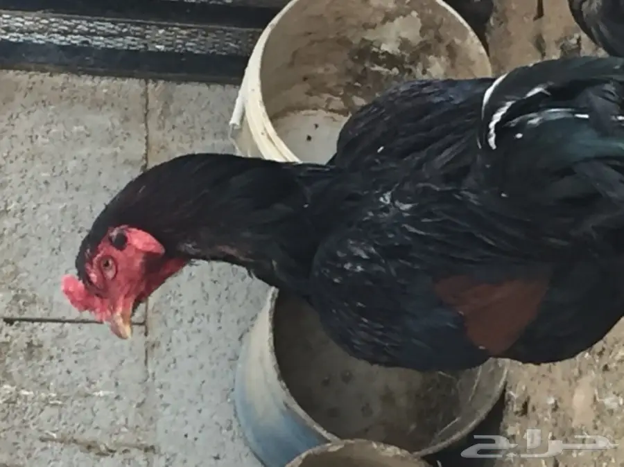 بيض دجاج باكستاني (image 6)