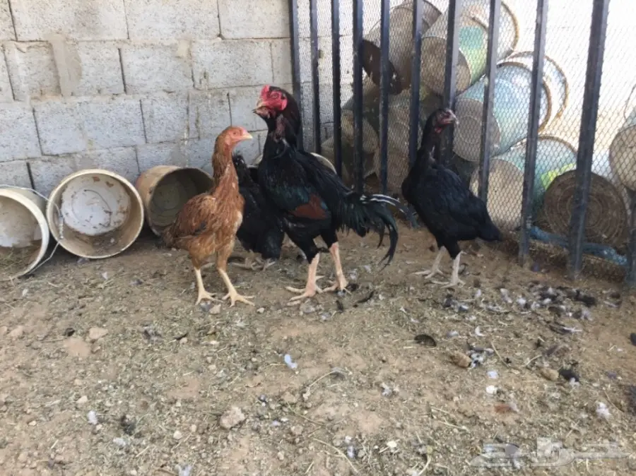 بيض دجاج باكستاني (image 7)