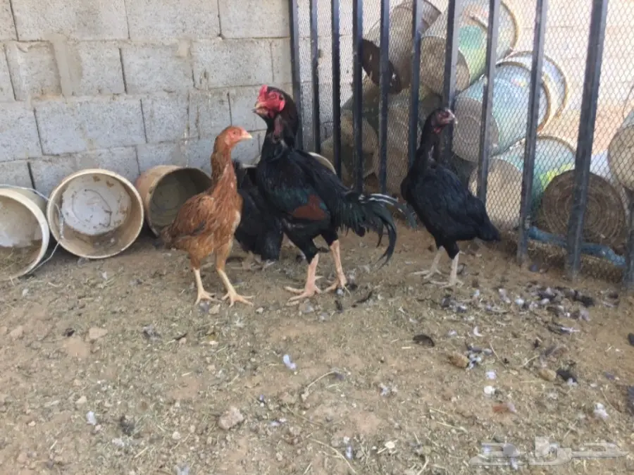 بيض دجاج باكستاني (image 8)