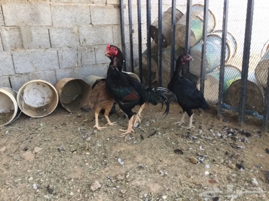 بيض دجاج باكستاني (image 9)