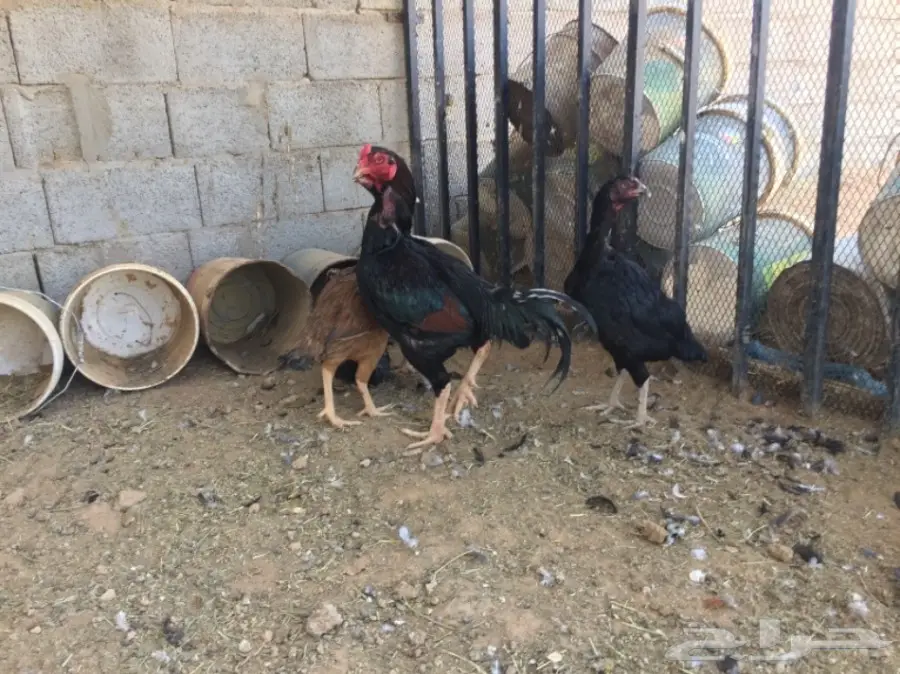 بيض دجاج باكستاني (image 10)