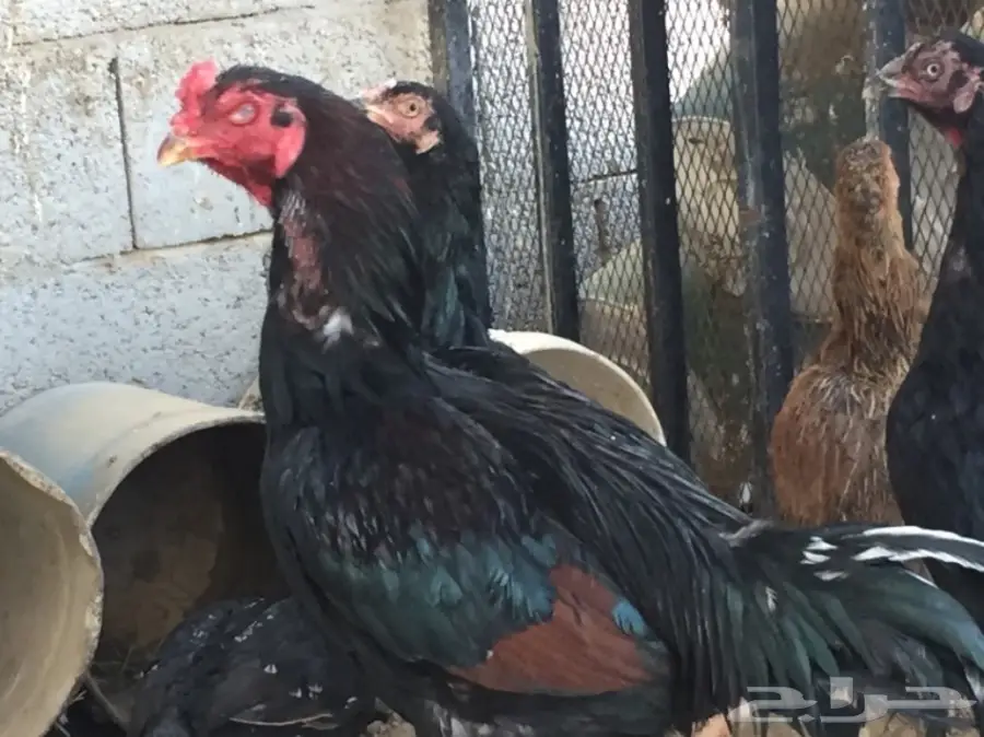 بيض دجاج باكستاني (image 11)