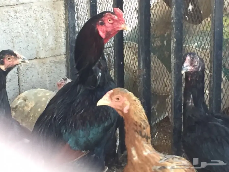 بيض دجاج باكستاني (image 12)