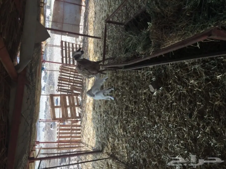 ضان ضان حر – فرصة ذهبية! (image 1)