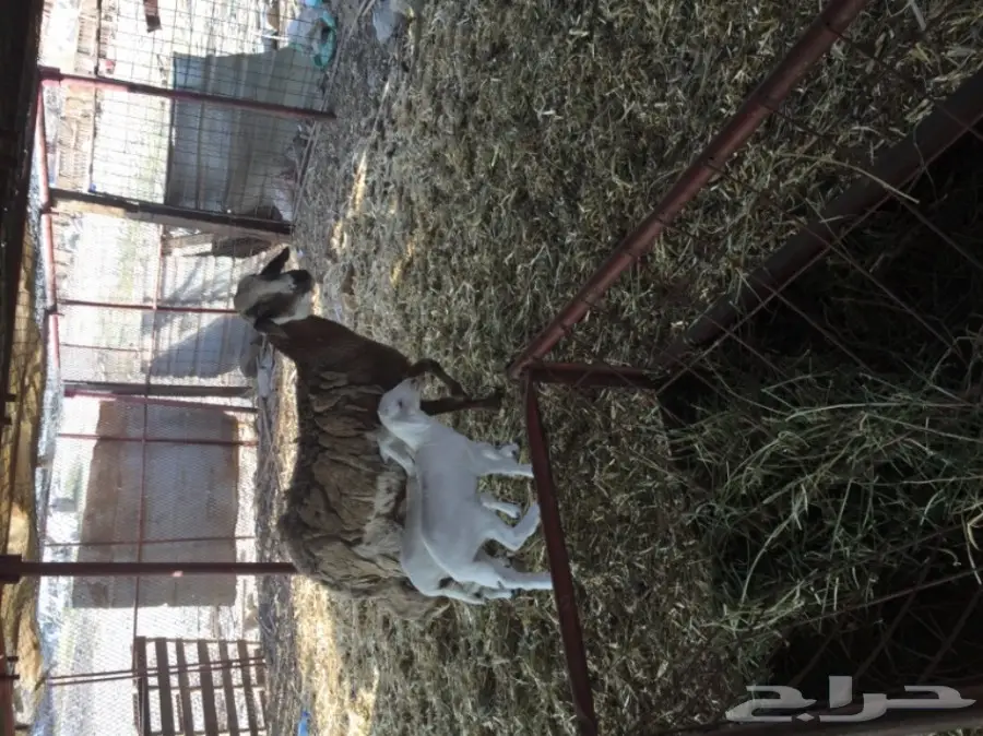 ضان ضان حر – فرصة ذهبية! (image 6)