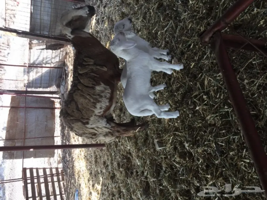 ضان ضان حر – فرصة ذهبية! (image 7)