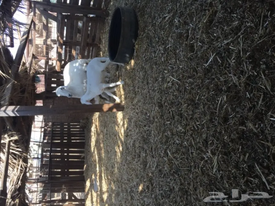 ضان ضان حر – فرصة ذهبية! (image 8)