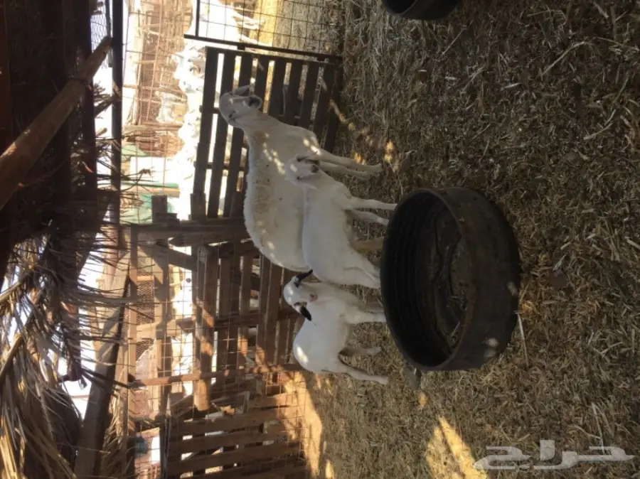 ضان ضان حر – فرصة ذهبية! (image 9)