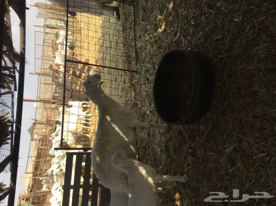 ضان ضان حر – فرصة ذهبية! (image 12)