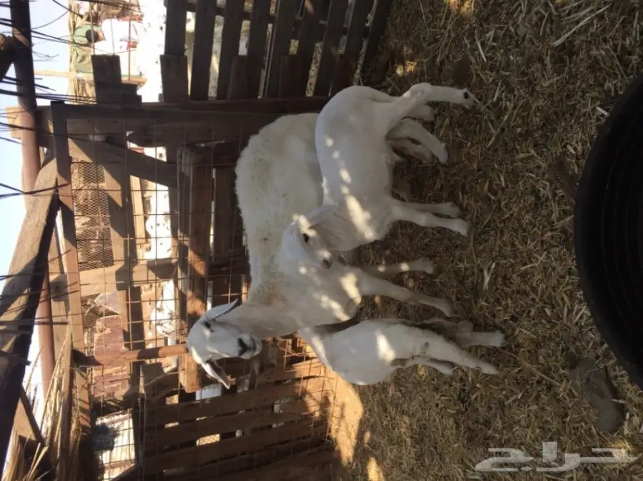 ضان ضان حر – فرصة ذهبية! (image 14)