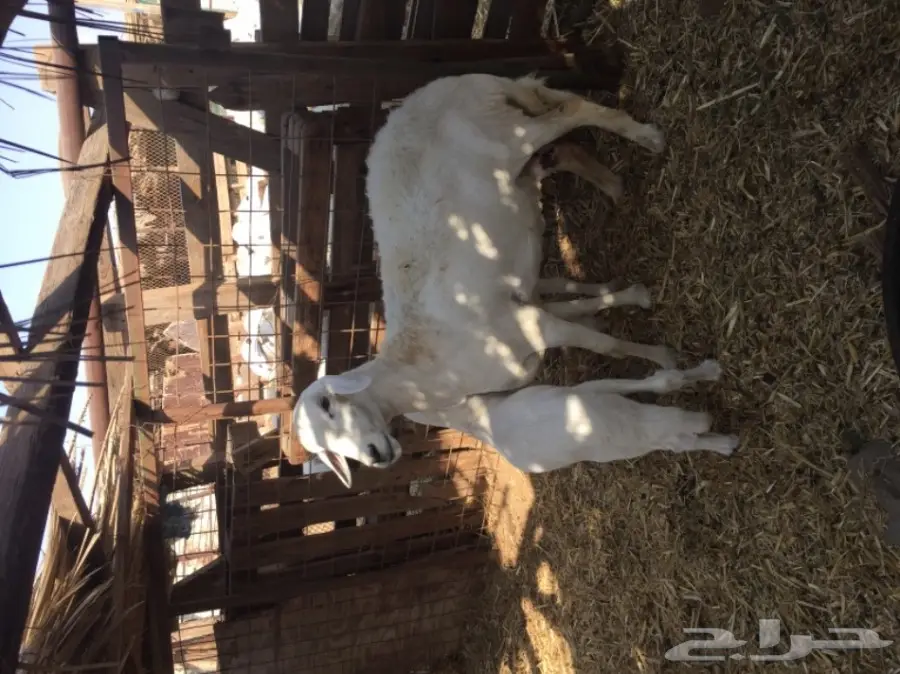 ضان ضان حر – فرصة ذهبية! (image 16)