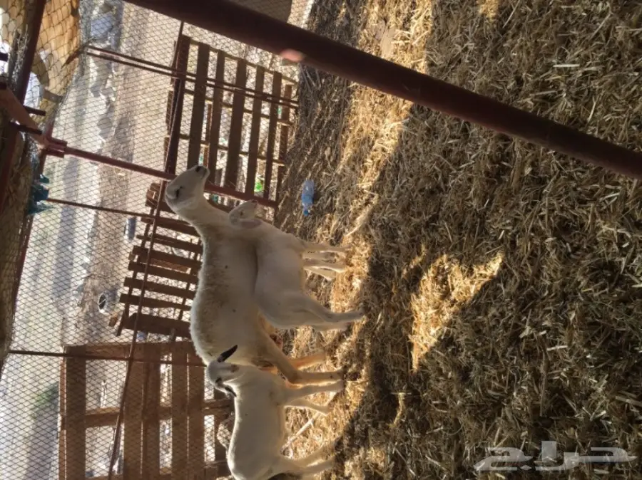 ضان ضان حر – فرصة ذهبية! (image 17)