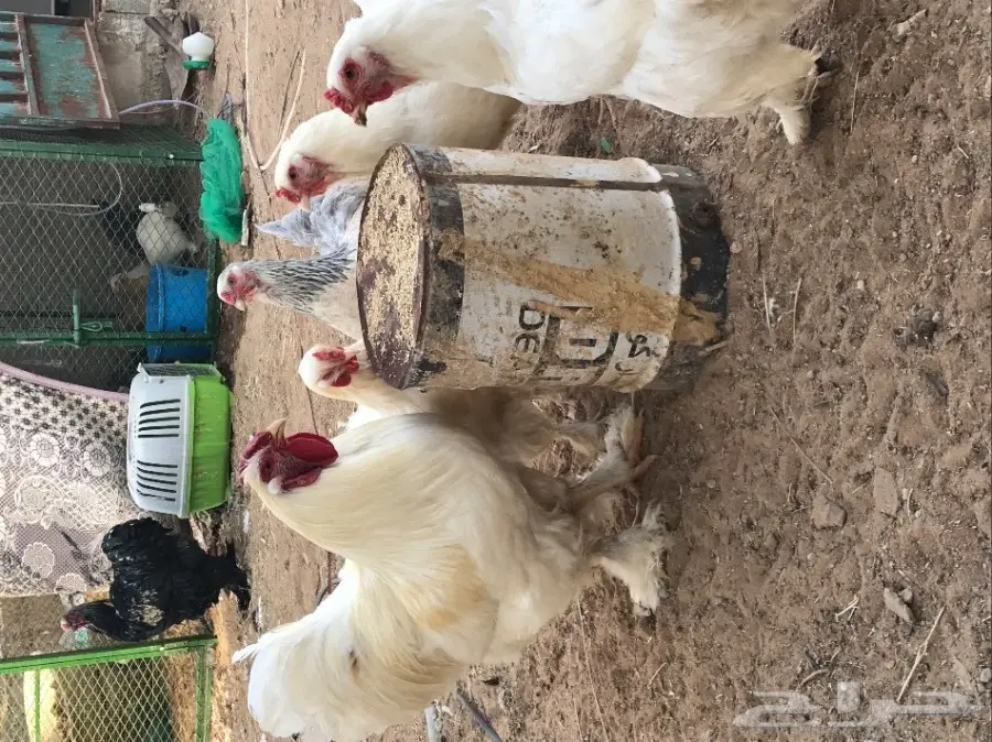 دجاج براهما ابيض  (image 5)