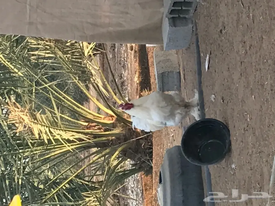 دجاج براهما ابيض  (image 6)