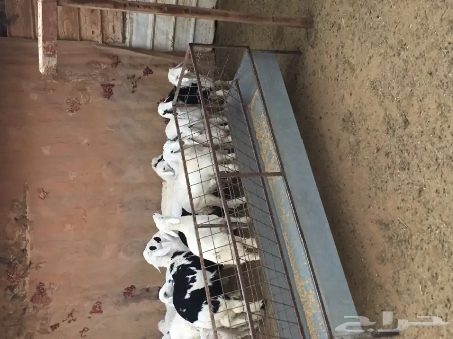 ذبايح (image 1)