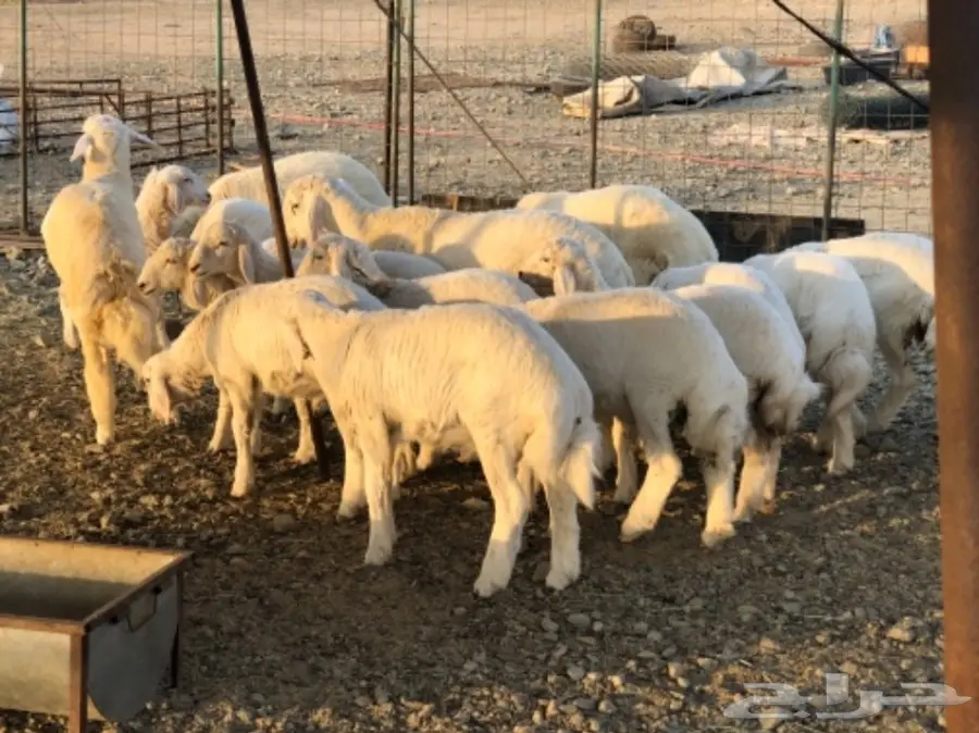 ذبايح لبنية طازجة - جده