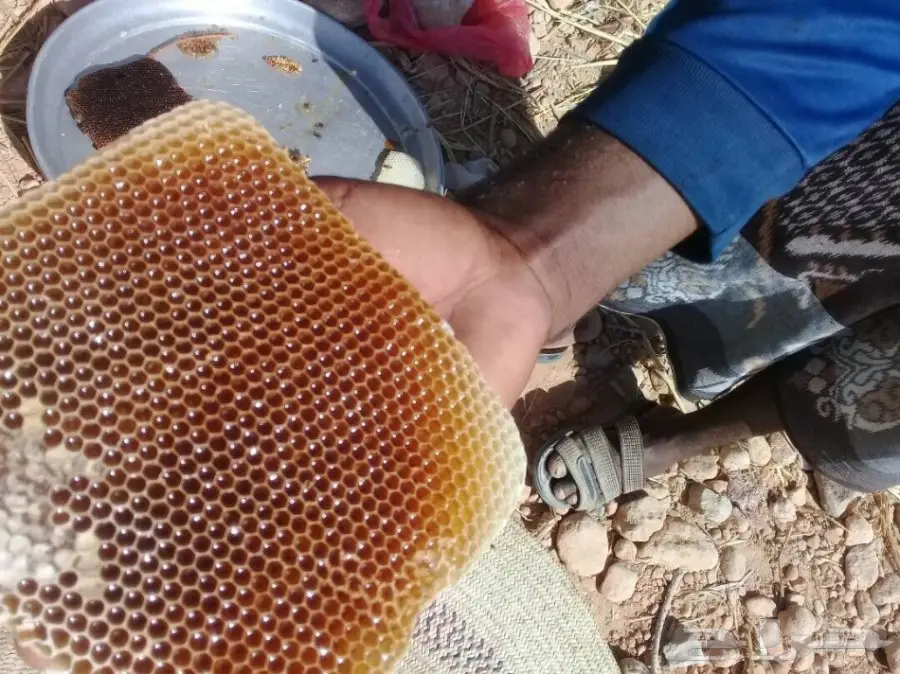 عسل سدر و سمر اصلي من وادي جردان باليمن  (image 6)