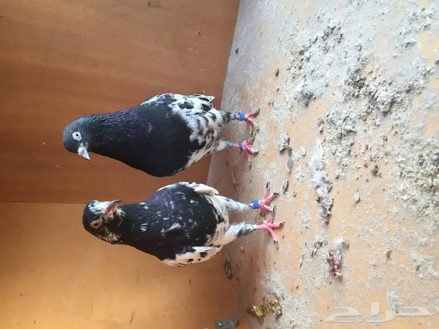 جوز رامبوري تيدي  (image 5)