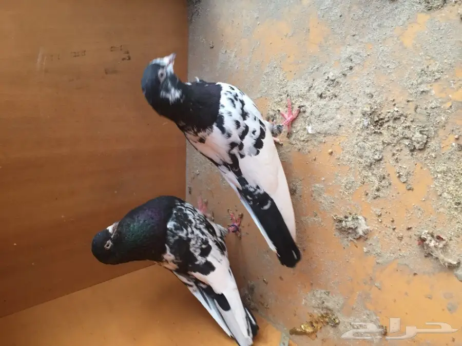 جوز رامبوري تيدي  (image 6)