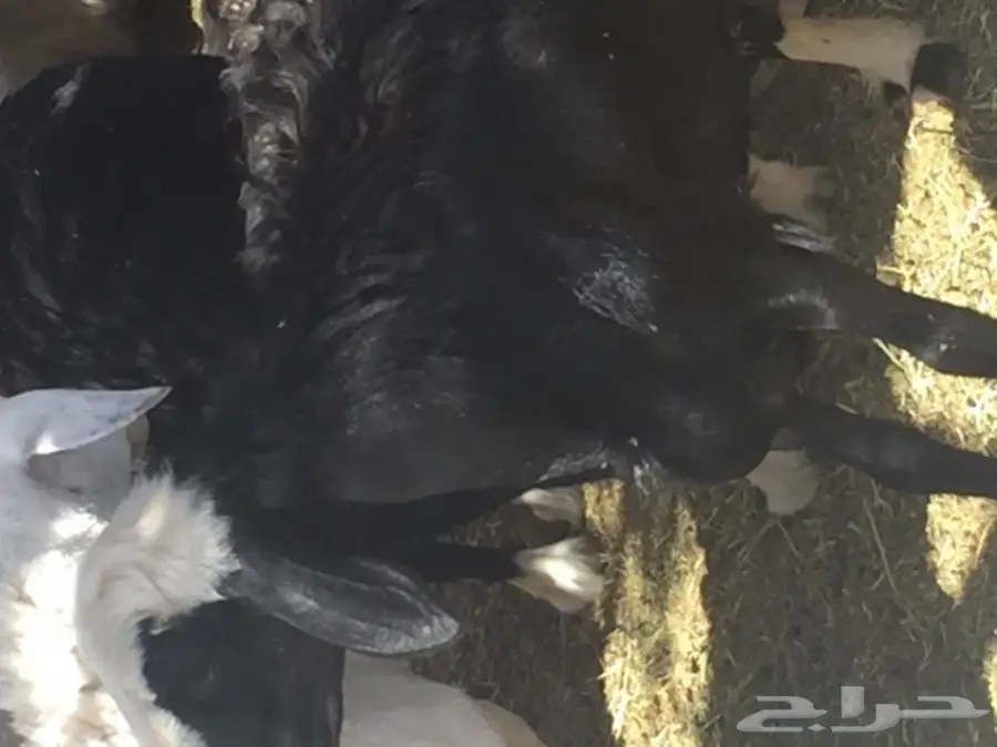 ضأن نجد ممتاز للبيع - نظيف وصحي (image 1)