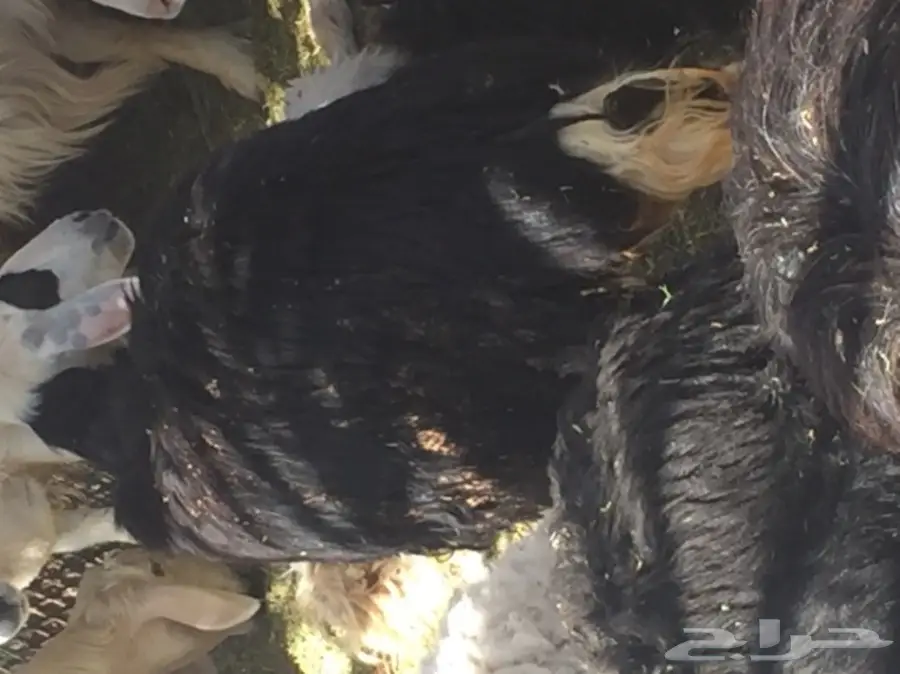 ضأن نجد ممتاز للبيع - نظيف وصحي (image 5)