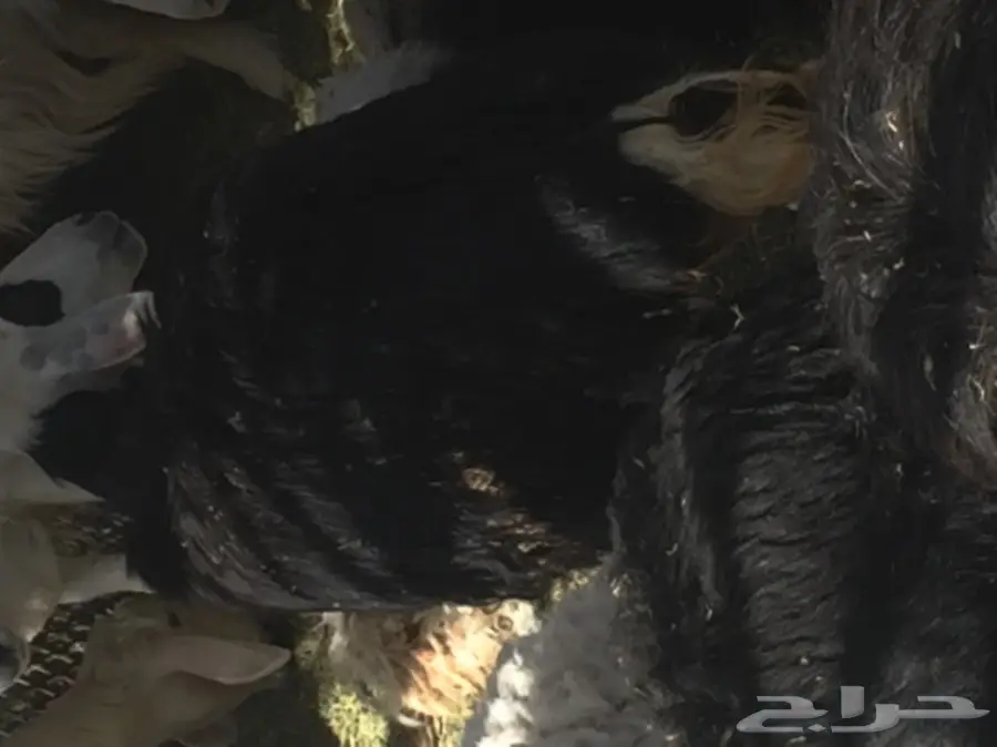 ضأن نجد ممتاز للبيع - نظيف وصحي (image 6)