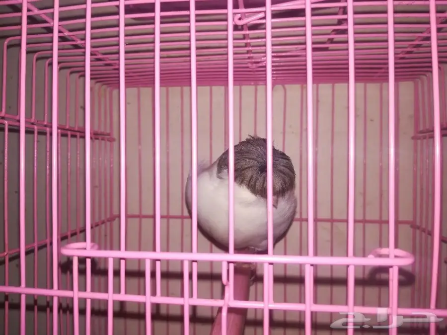 كناري جولستر مميز ونادر (image 1)