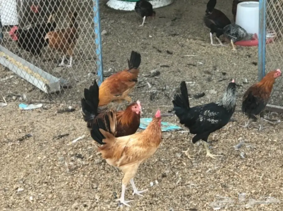 ديوك احجام جامبو