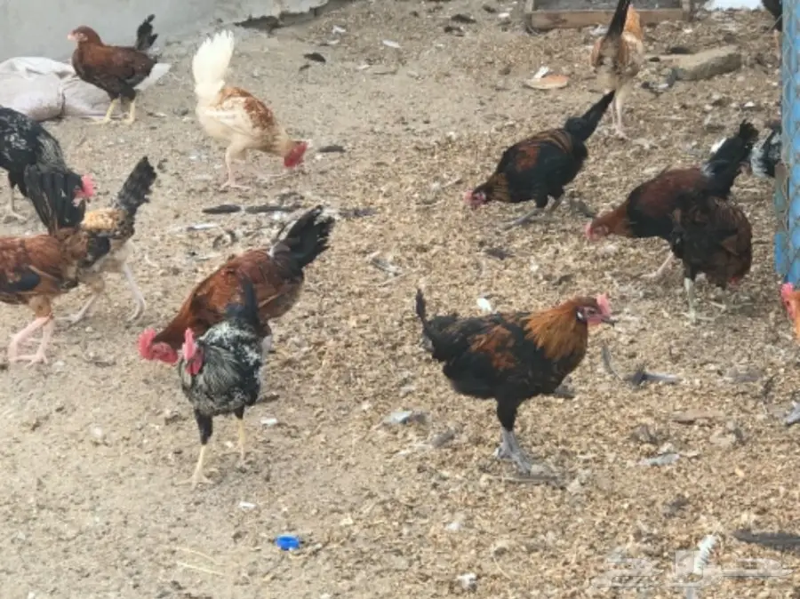 ديوك احجام جامبو (image 1)