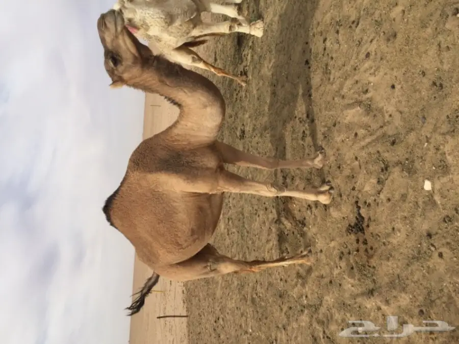 ناقه معشر للبيع