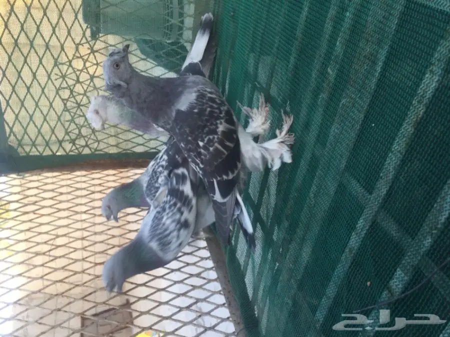 حمام توكي مشنكل