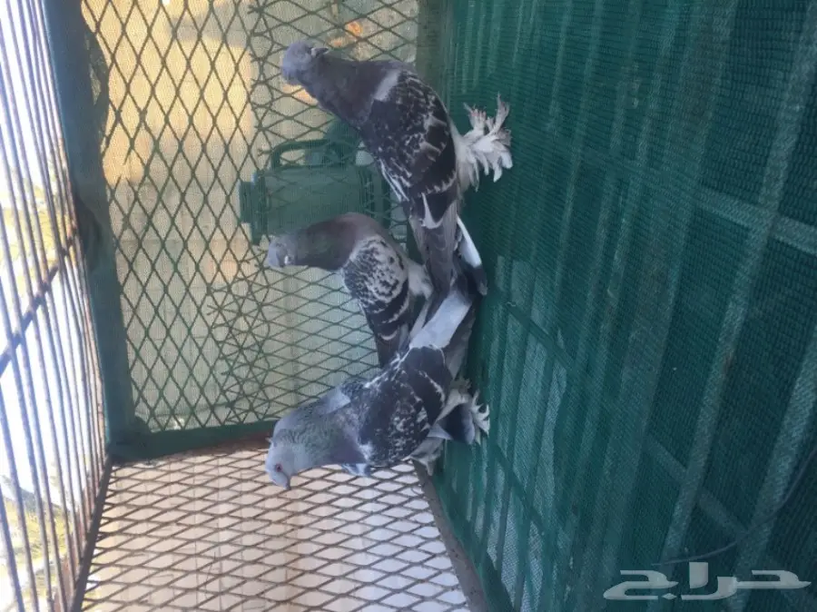 حمام توكي مشنكل (image 1)