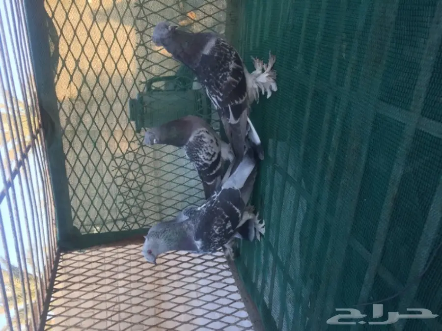 حمام توكي مشنكل (image 2)