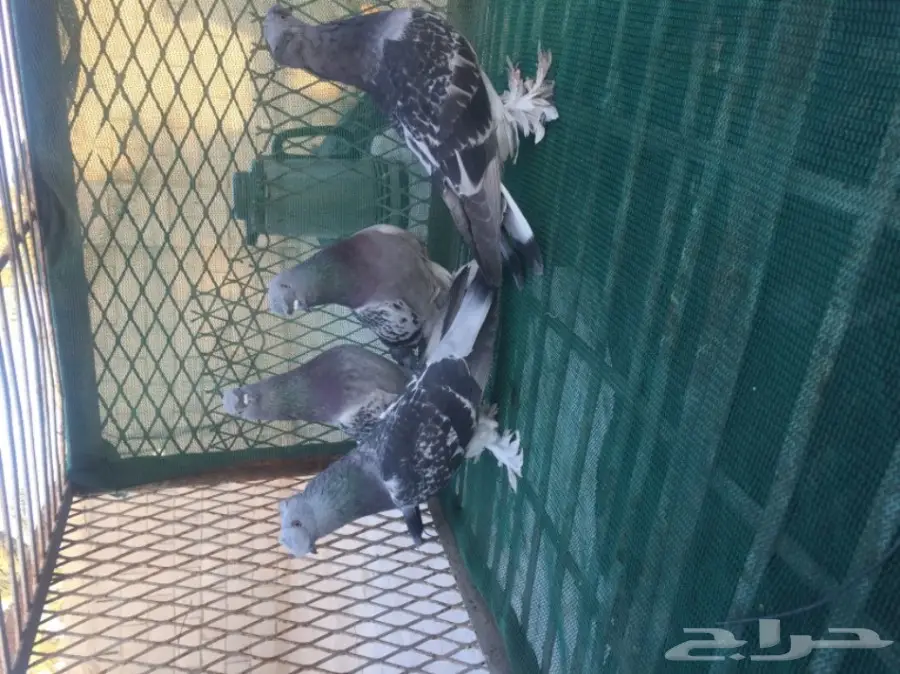 حمام توكي مشنكل (image 3)