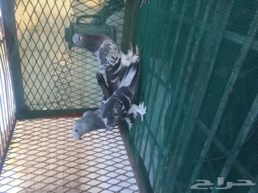 حمام توكي مشنكل (image 4)