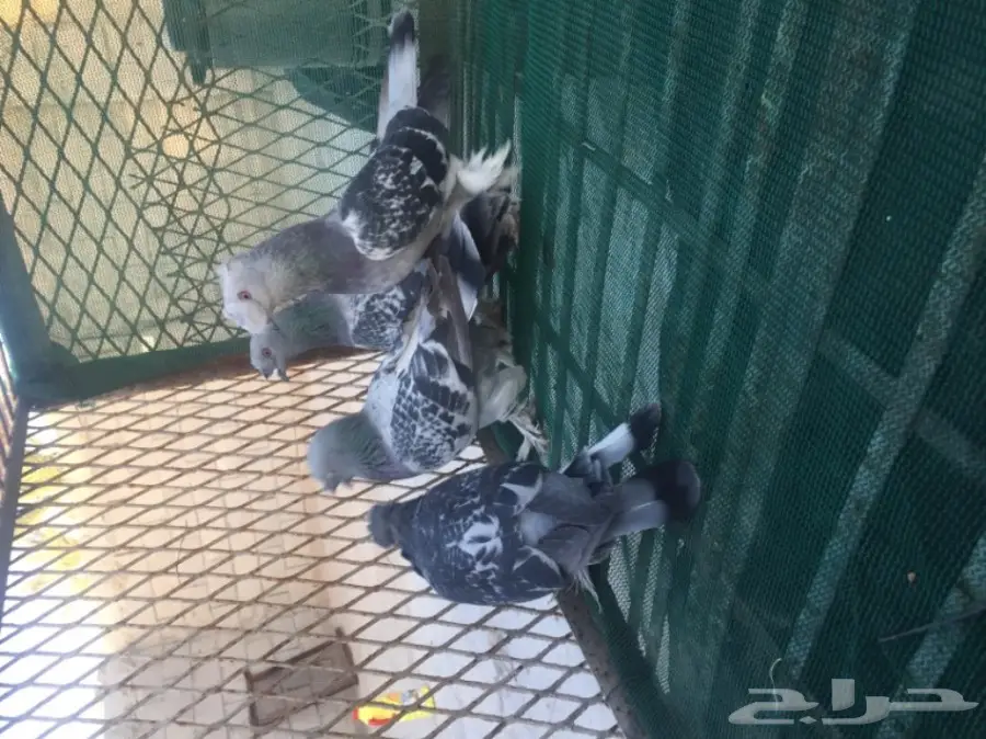 حمام توكي مشنكل (image 5)