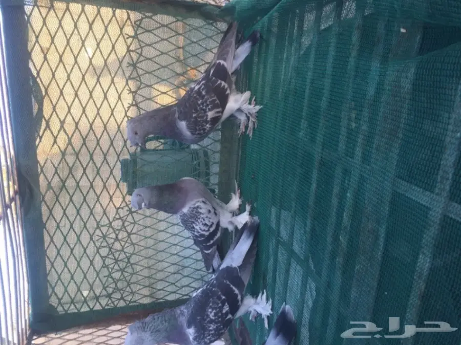 حمام توكي مشنكل (image 6)