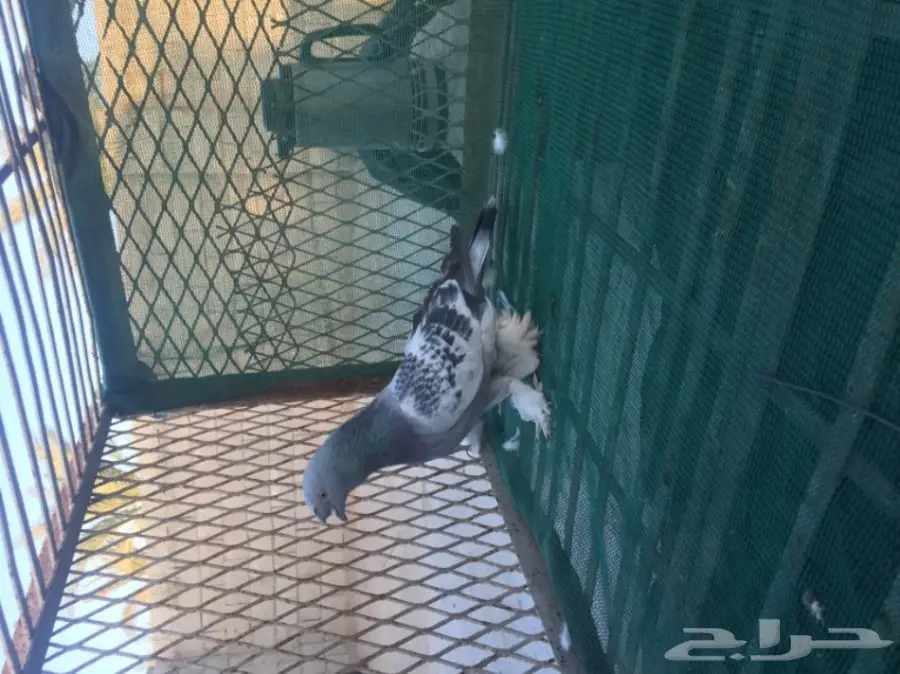 حمام توكي مشنكل (image 7)