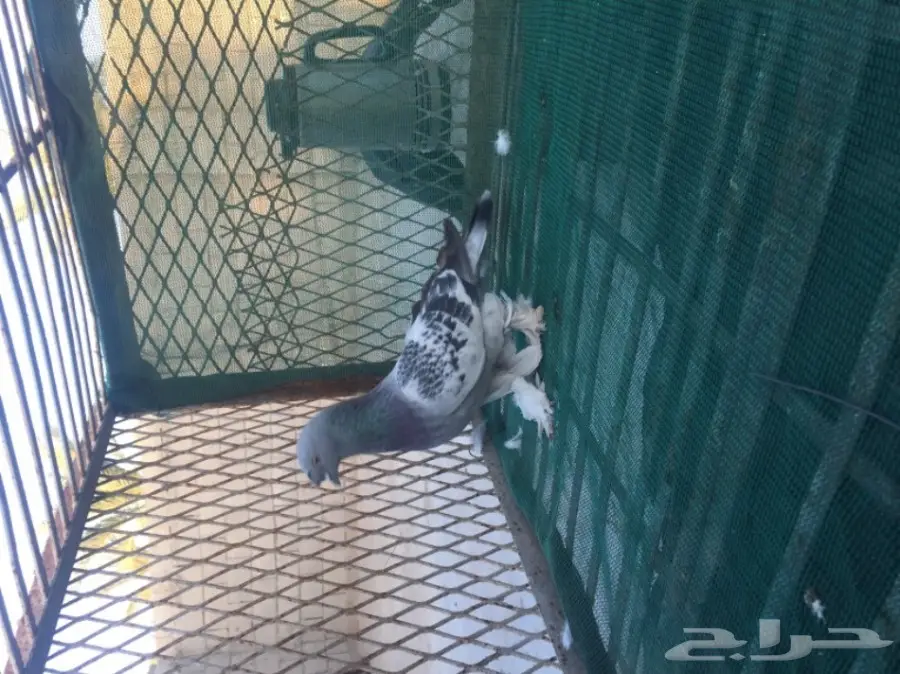 حمام توكي مشنكل (image 8)