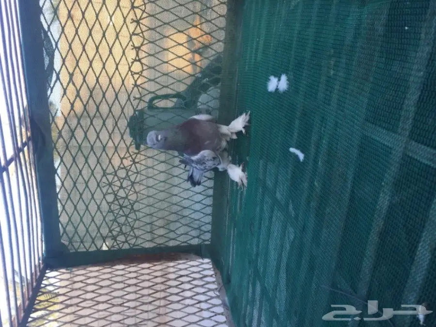 حمام توكي مشنكل (image 9)