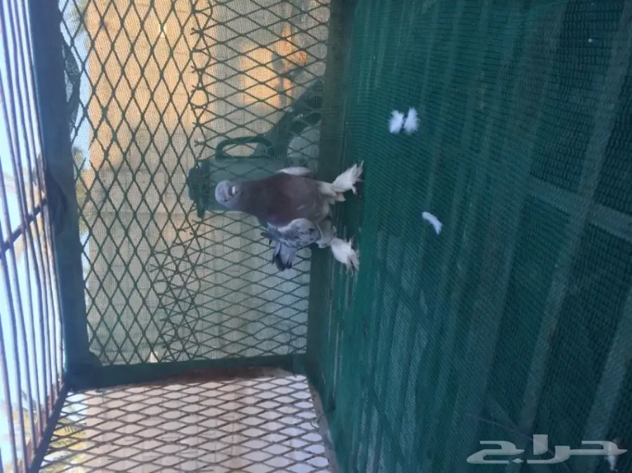 حمام توكي مشنكل (image 10)